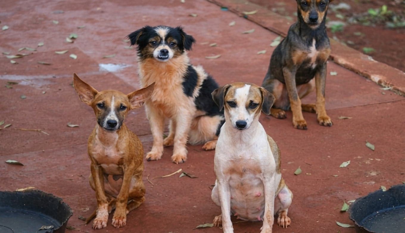 Região de Marília tem prazo para pesquisa animal