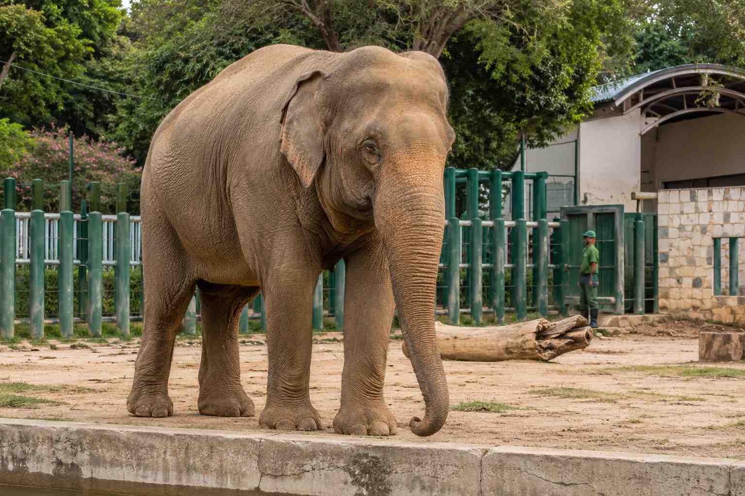 Elefante Sandro deixa zoológico após 43 anos