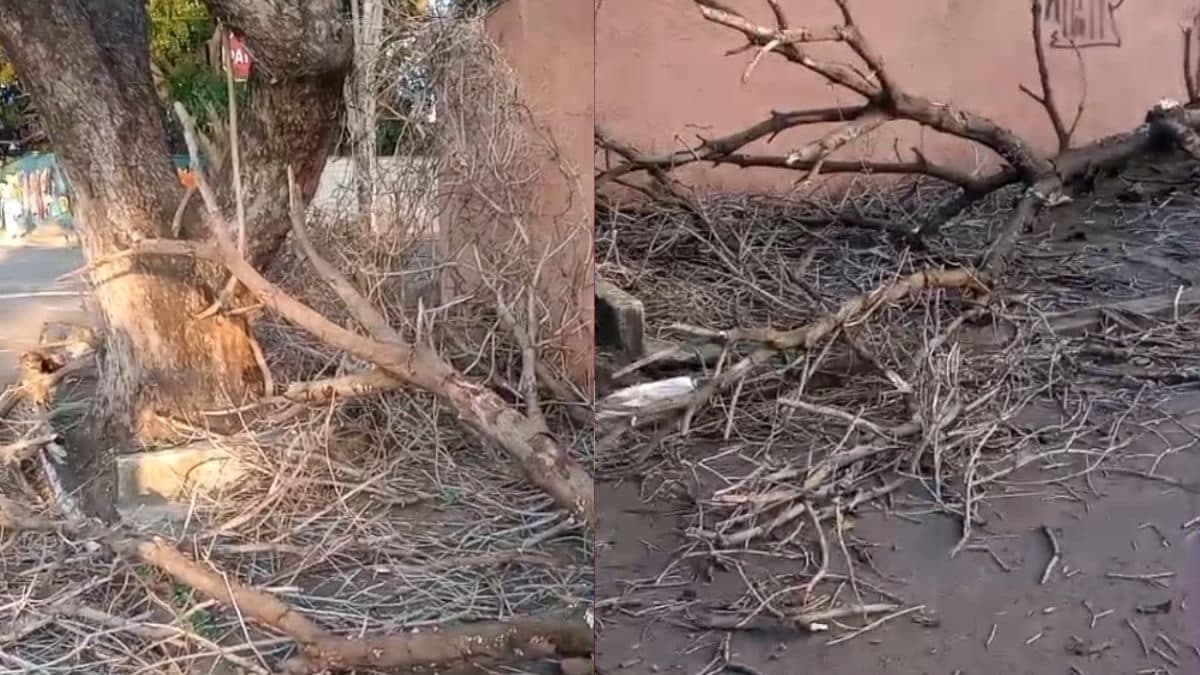 Galhos caem em frente a escola em Campinas