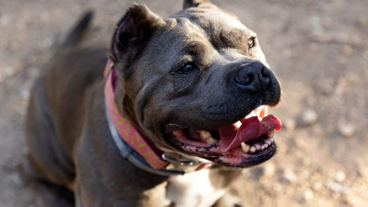 Campinas aprova lei que exige focinheira para cães