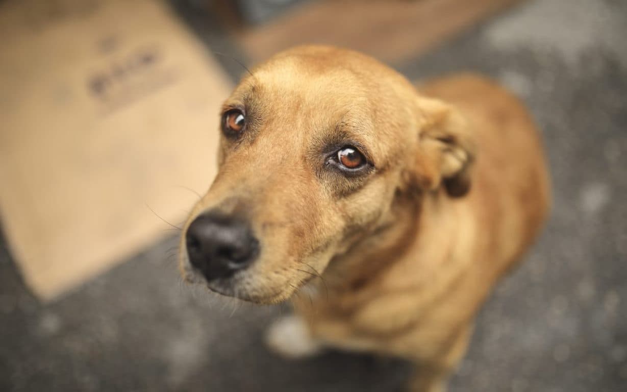 SP convoca cidades da região para pesquisa animal