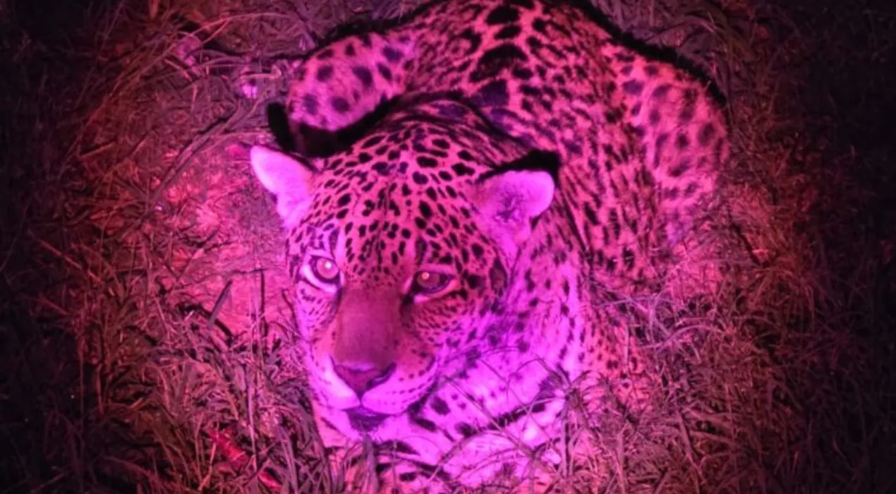 Zoológico de Sorocaba abre inscrições para visitas noturnas gratuitas
