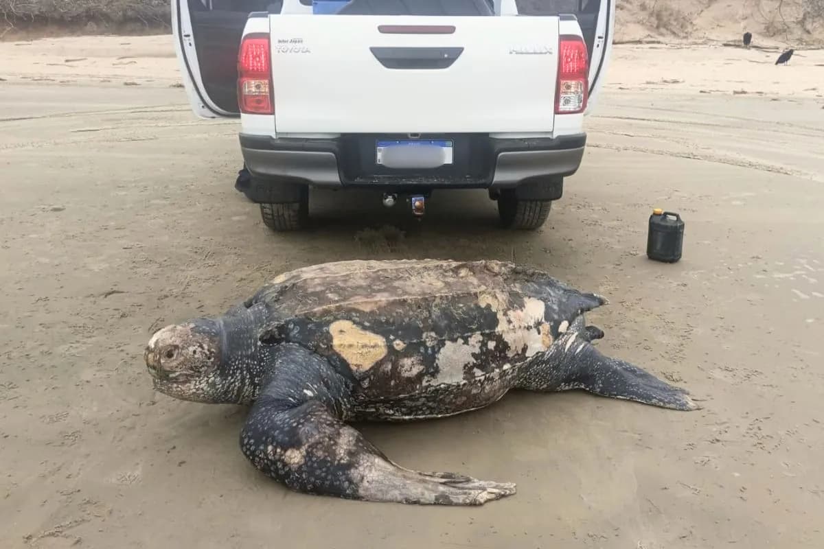 Tartaruga-de-couro é encontrada morta em praia